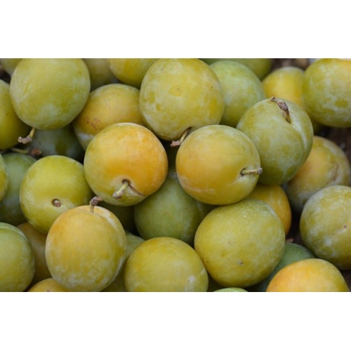 PRUNE REINE CLAUDE